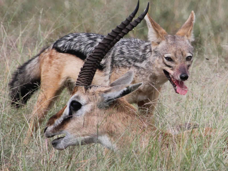 Jackals Hunting a Gazelle