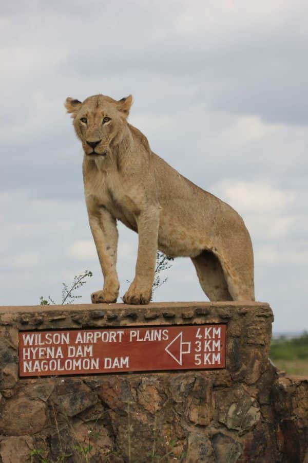 Lion at Nairobi National Park