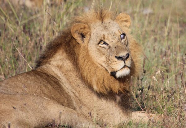 Nairobi National Park Game Drive - Image 5