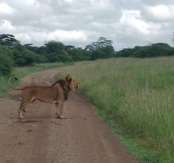 Mpakasi Lion Nairobi National Park