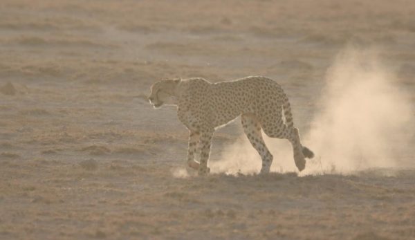 2 Days Amboseli - Image 4