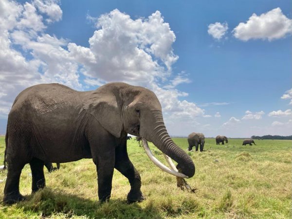 Visit Amboseli | 3 Days - Image 4