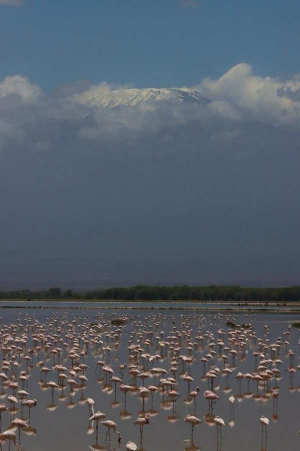 2 Days Amboseli - Image 6