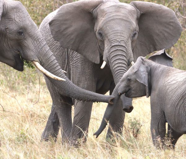 Elephants in Amboseli National Park