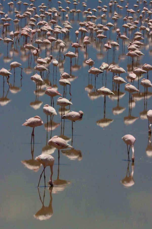 Visit Amboseli | 3 Days - Image 6
