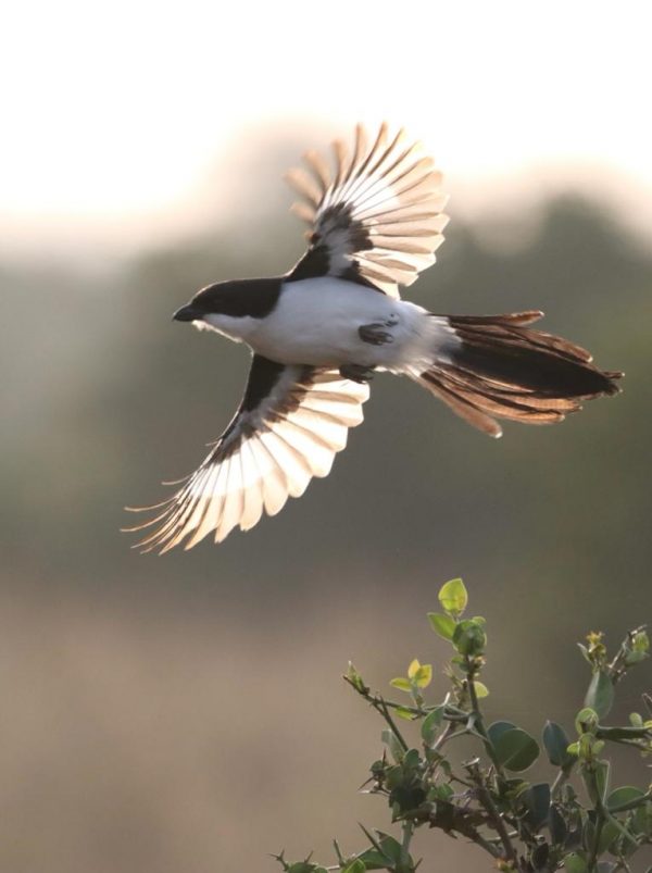 Visit Amboseli | 3 Days - Image 7