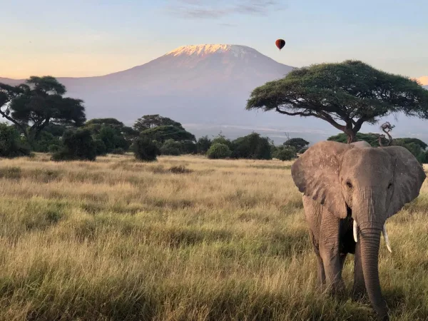 A large elephant against the backdrop of Mt Kilimanjaro and hot air baloon