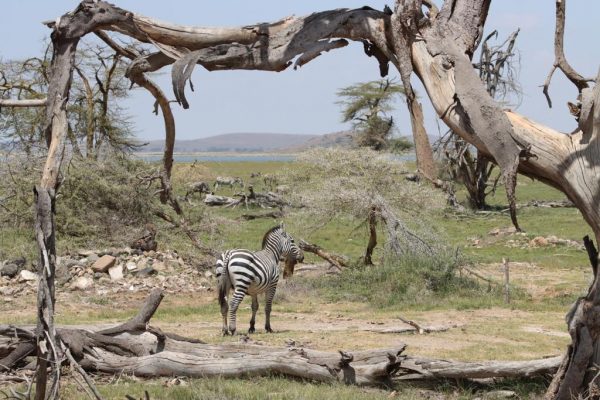 Visit Amboseli | 3 Days - Image 3