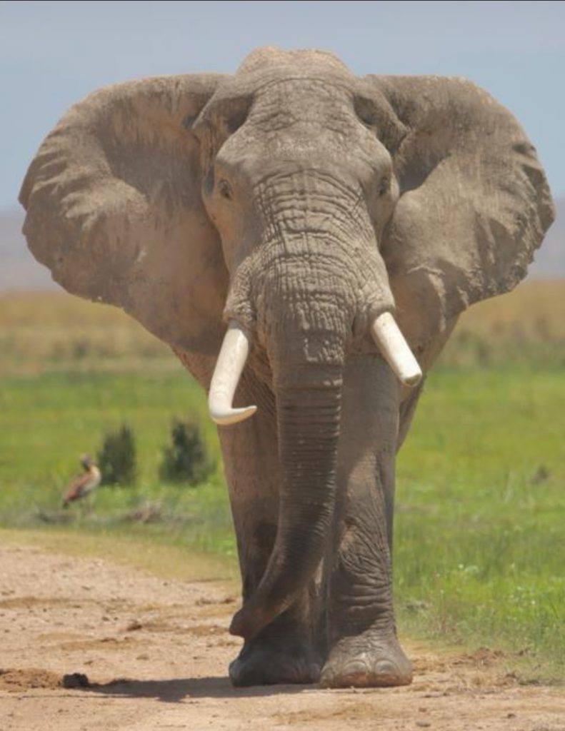 Picture of an African elephant