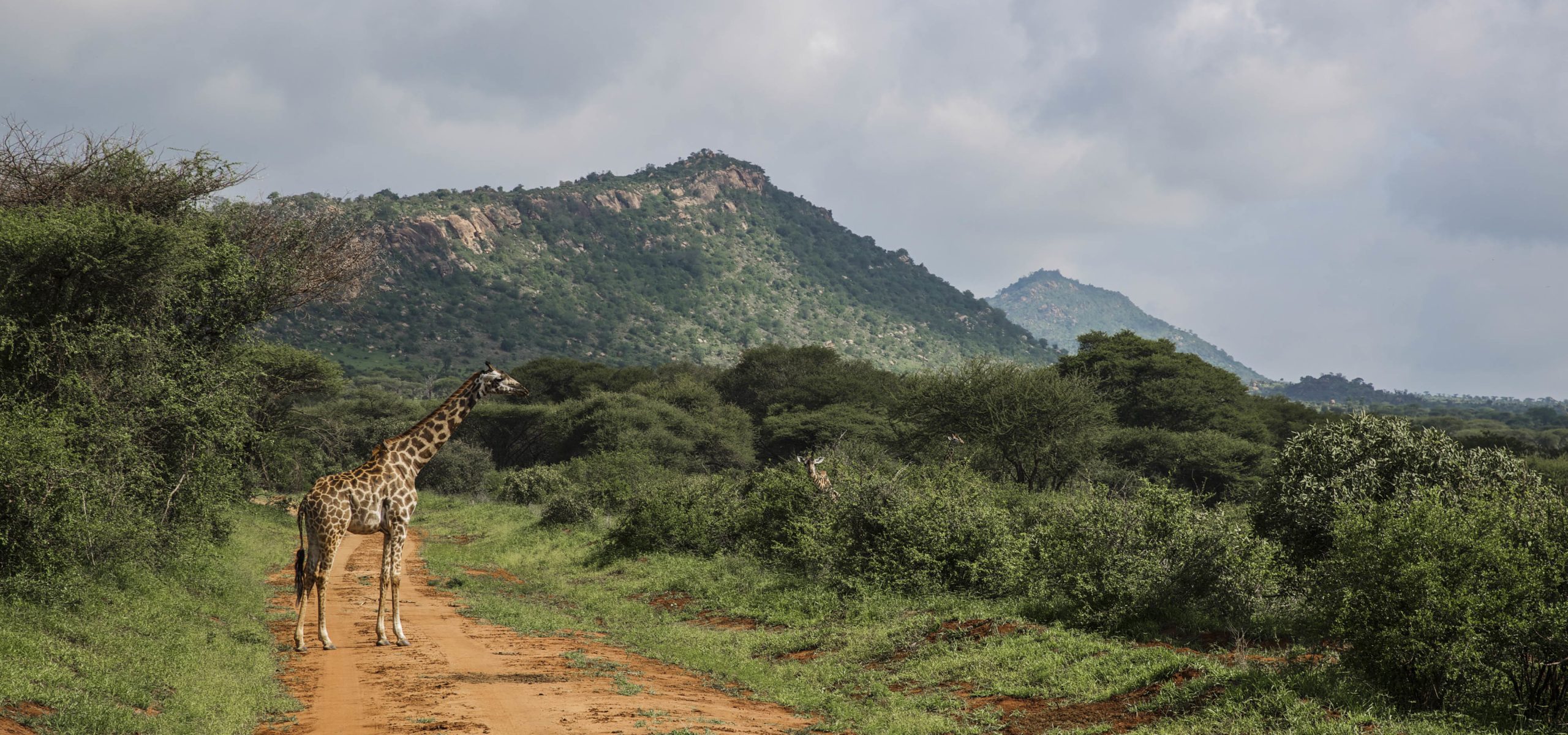 Giraffe in Tsavo West National Park