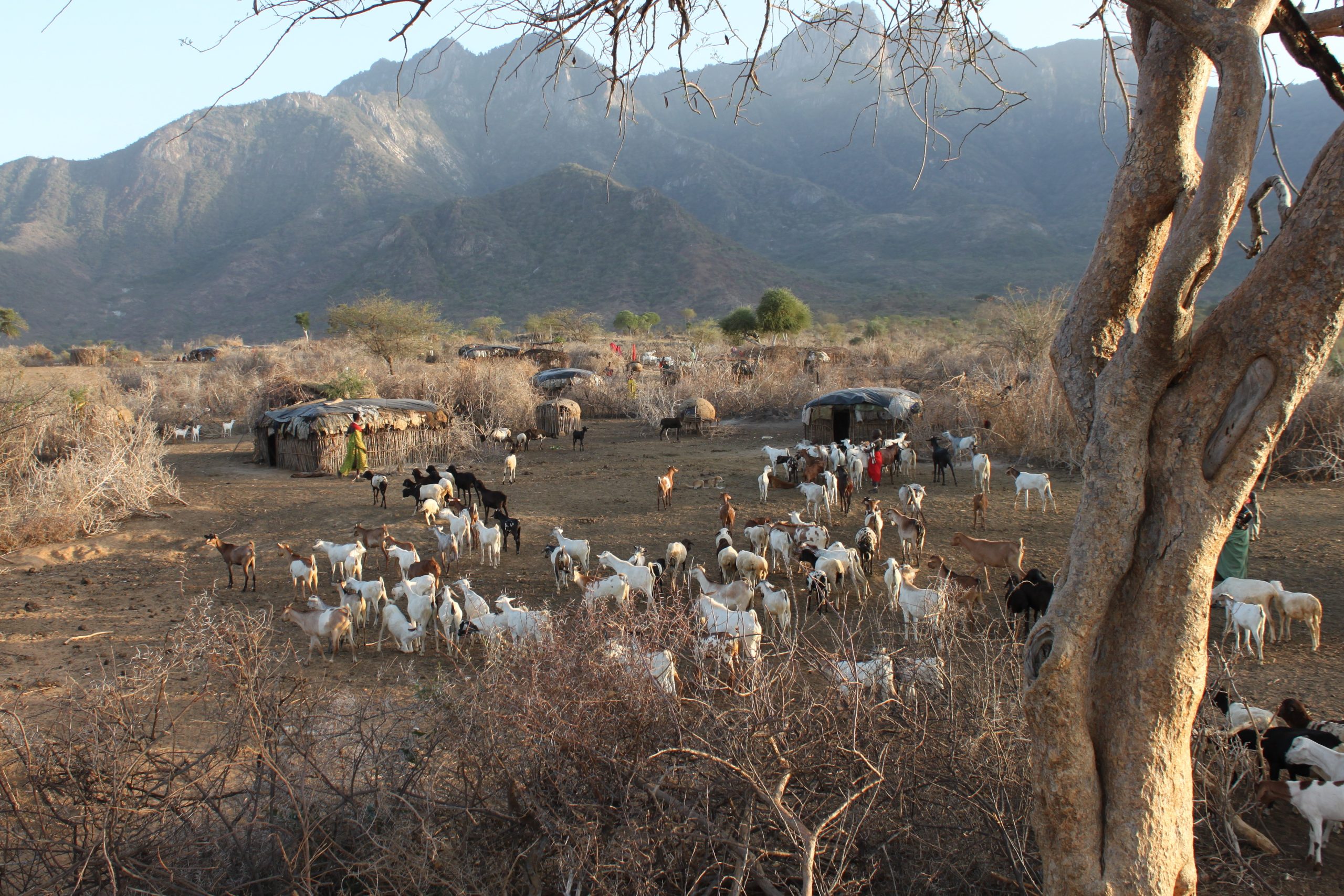 Goats in Namunyak conservancy