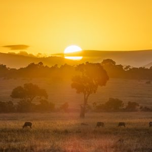 Maasai Mara Game Reserve sunset
