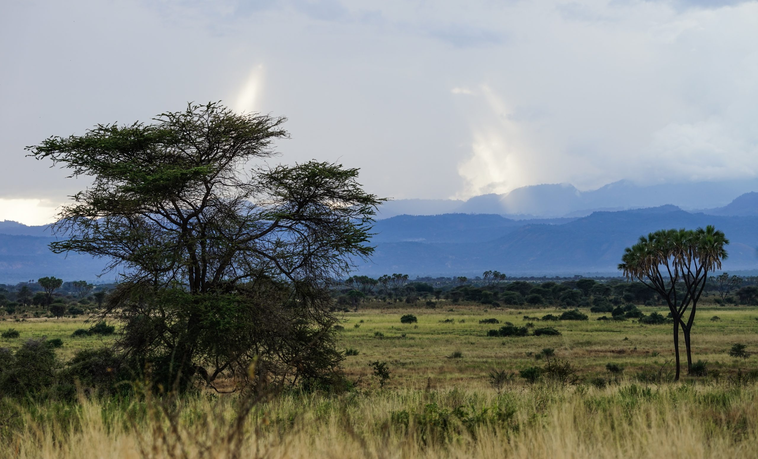Meru National Park