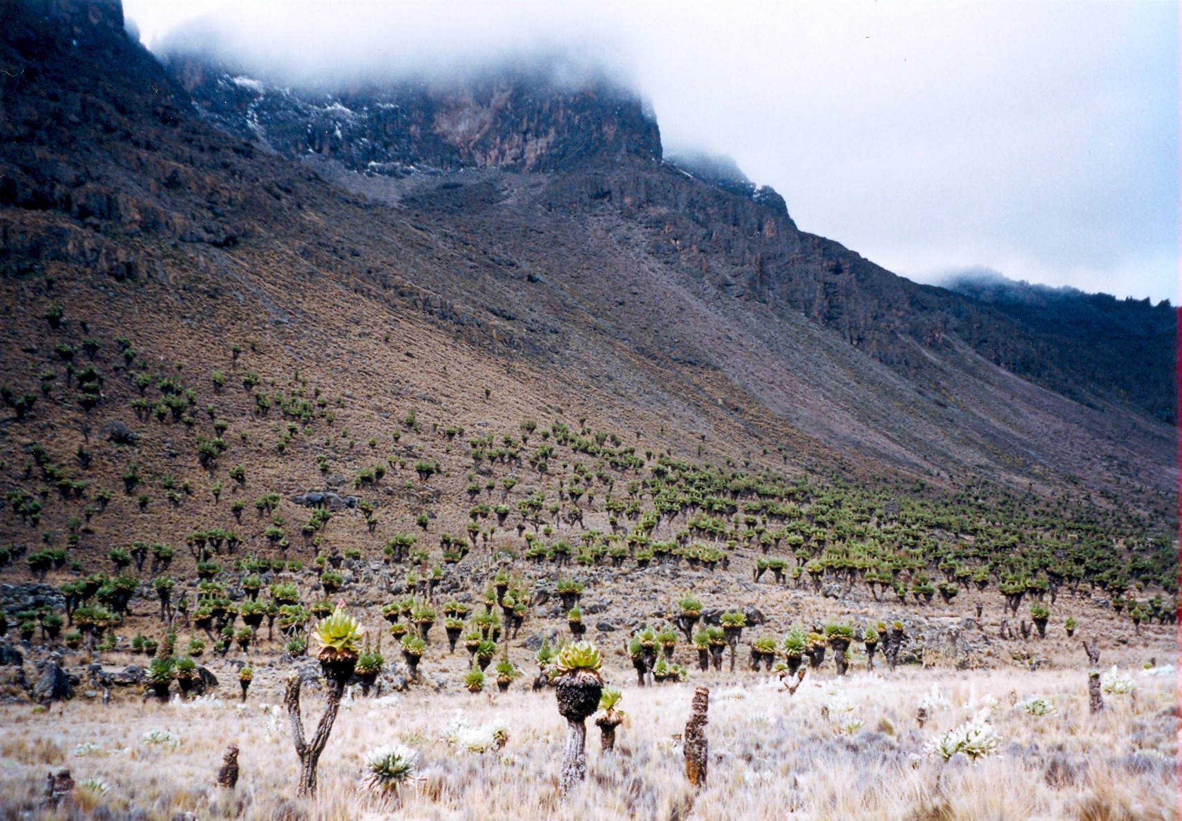Mount Kenya National Park and Reserve