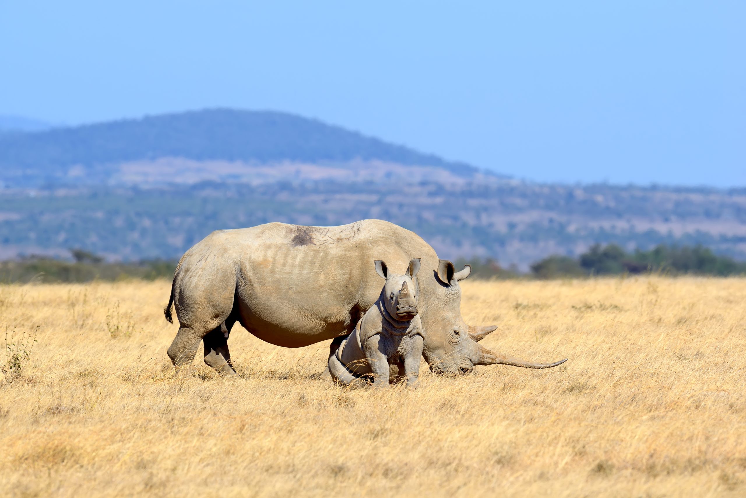 Rhino in Solio game reserve 