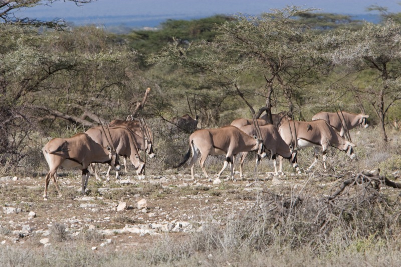 Shaba game reserve antelopes