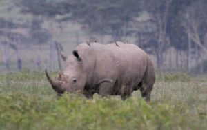 Picture of black rhino
