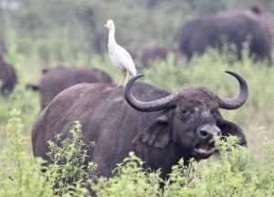 Cape Buffalo
