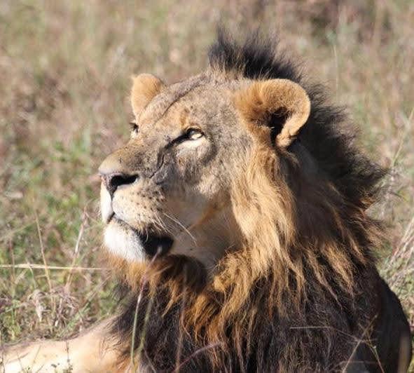Lion at Nairobi National Park