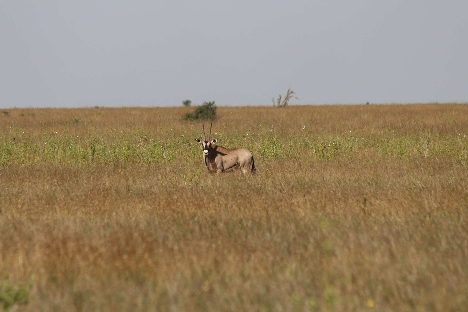 Laikipia Nature Conservancy 