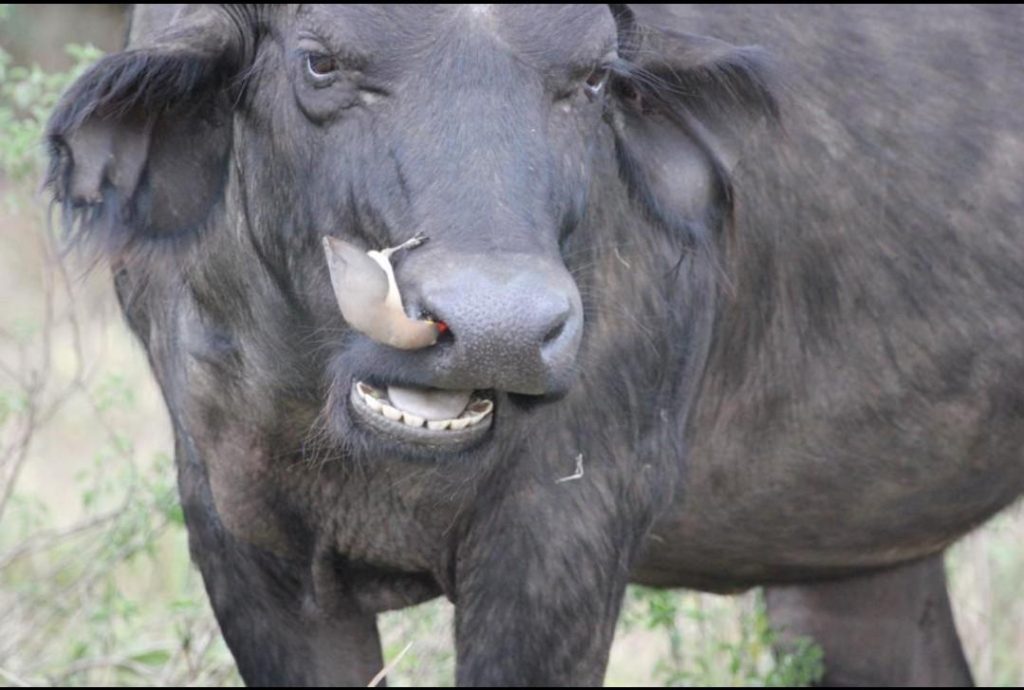 Oxpecker removing parasites from a Cape Buffalo.