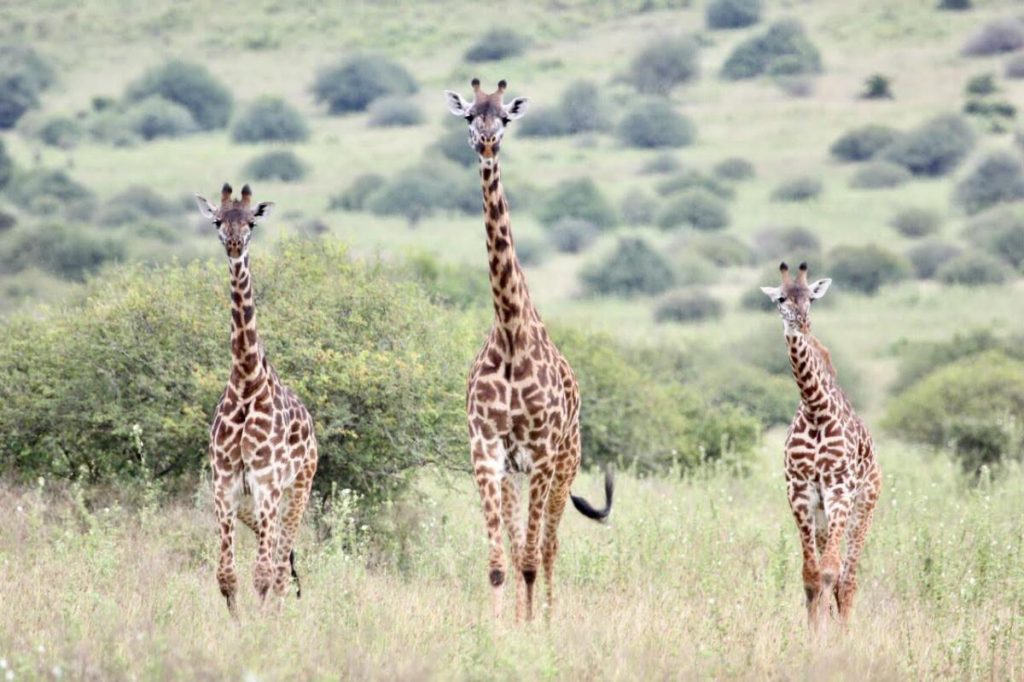 Three Giraffes strolling in the African savannah.