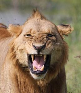Young male lion