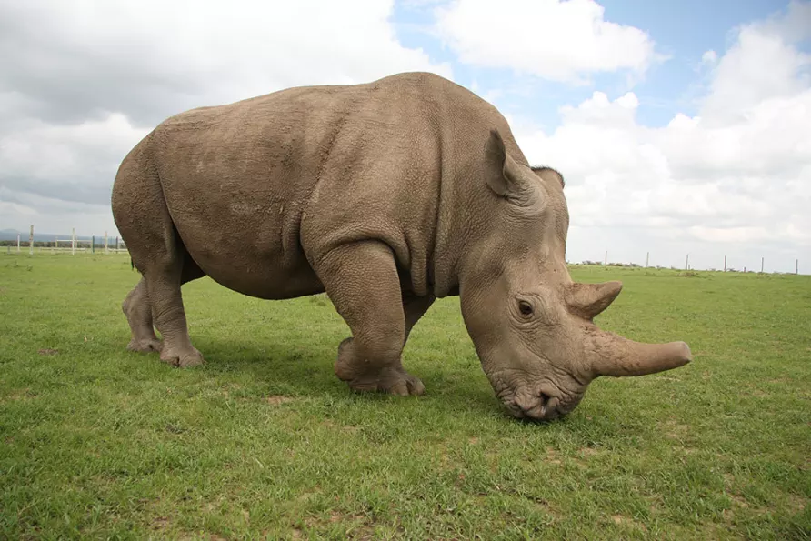 10 Unforgettable Things to Do in Ol Pejeta
