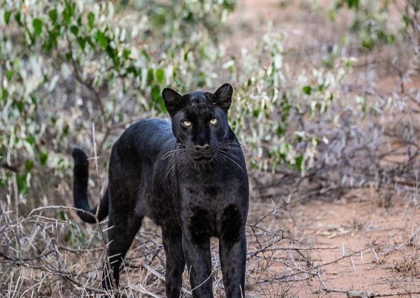 melanistic Leopard