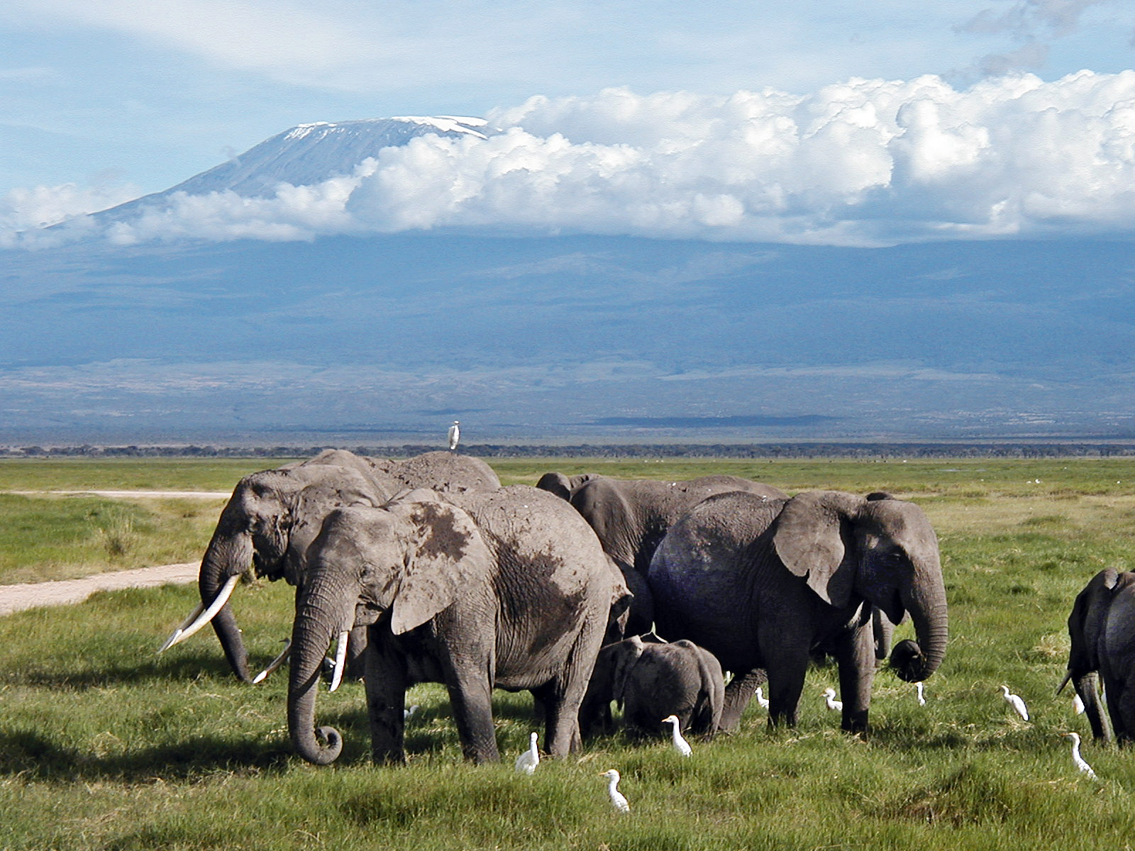 Elephants grazing in Amboseli swamps, north of Mount Kilimanjaro