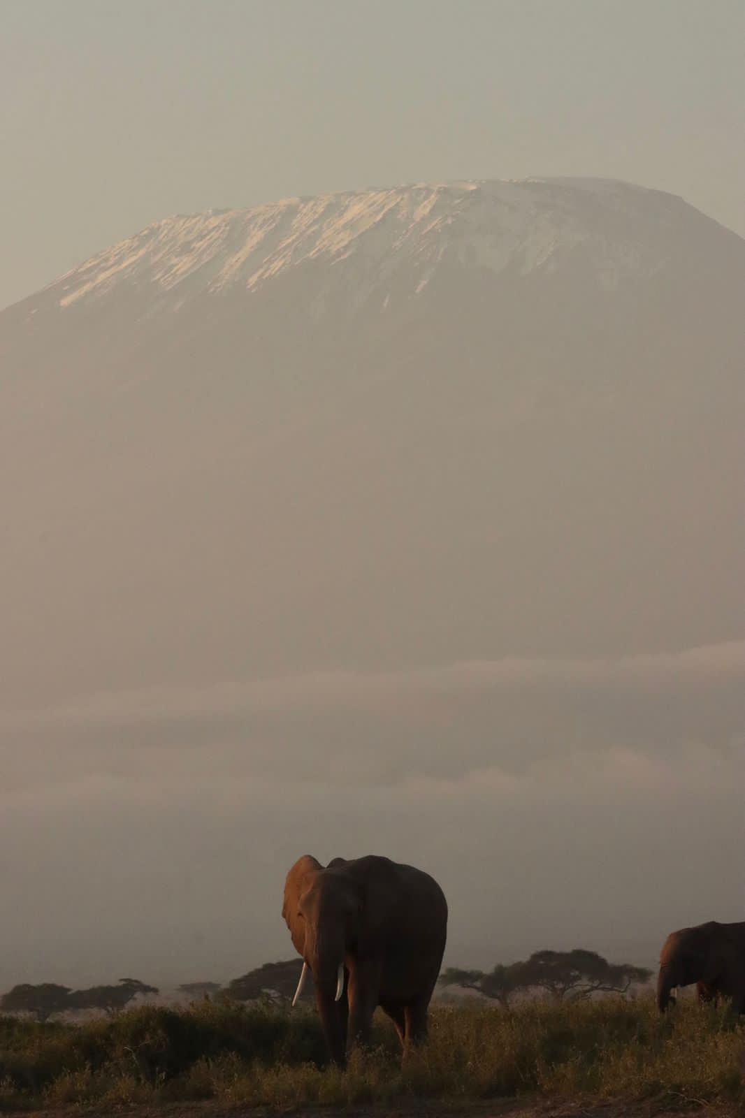 Visit Amboseli National Park and see elephants with Mt Kilimanjaro in the background