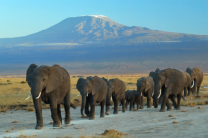 Elephants in Amboseli National Park – Mount Kilimanjaro is in the background.