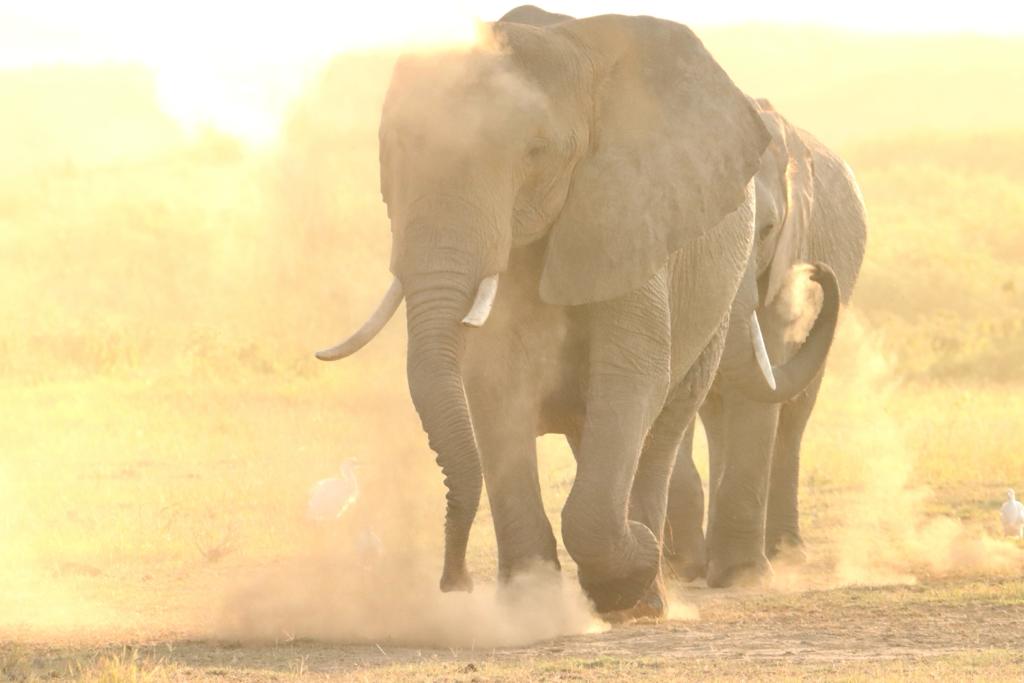 Amboseli elephants walking in dusty conditions