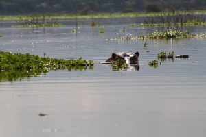 hippo at lake naivasha