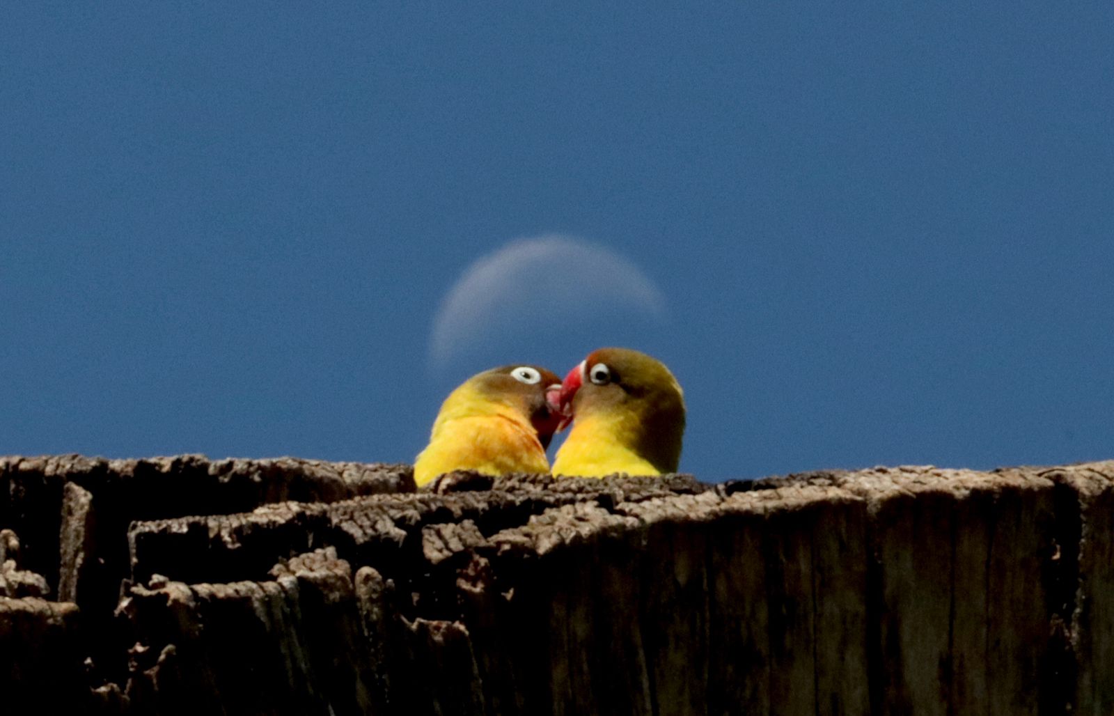 parrots in love | honeymoon safari