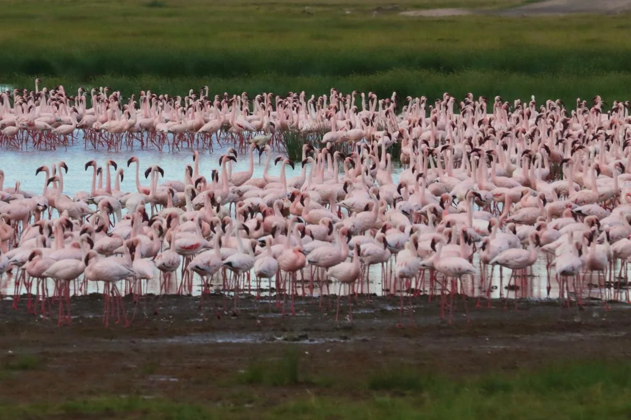 flamingoes at lake nakuru