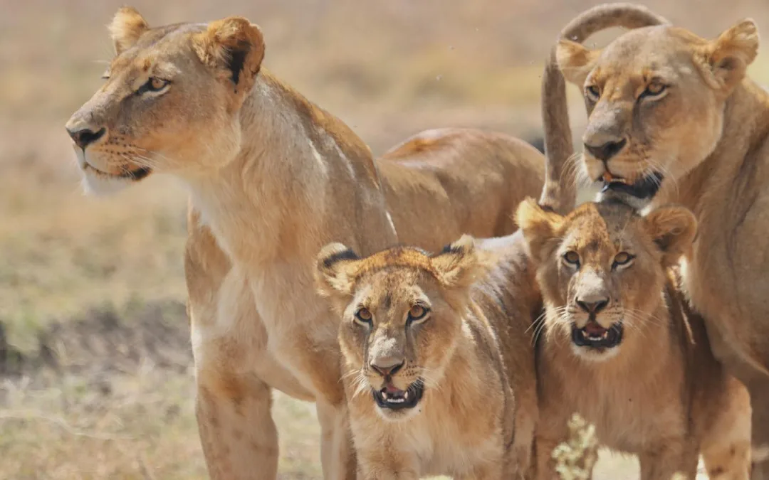 Masai Mara Safari Cost: A Detailed Breakdown