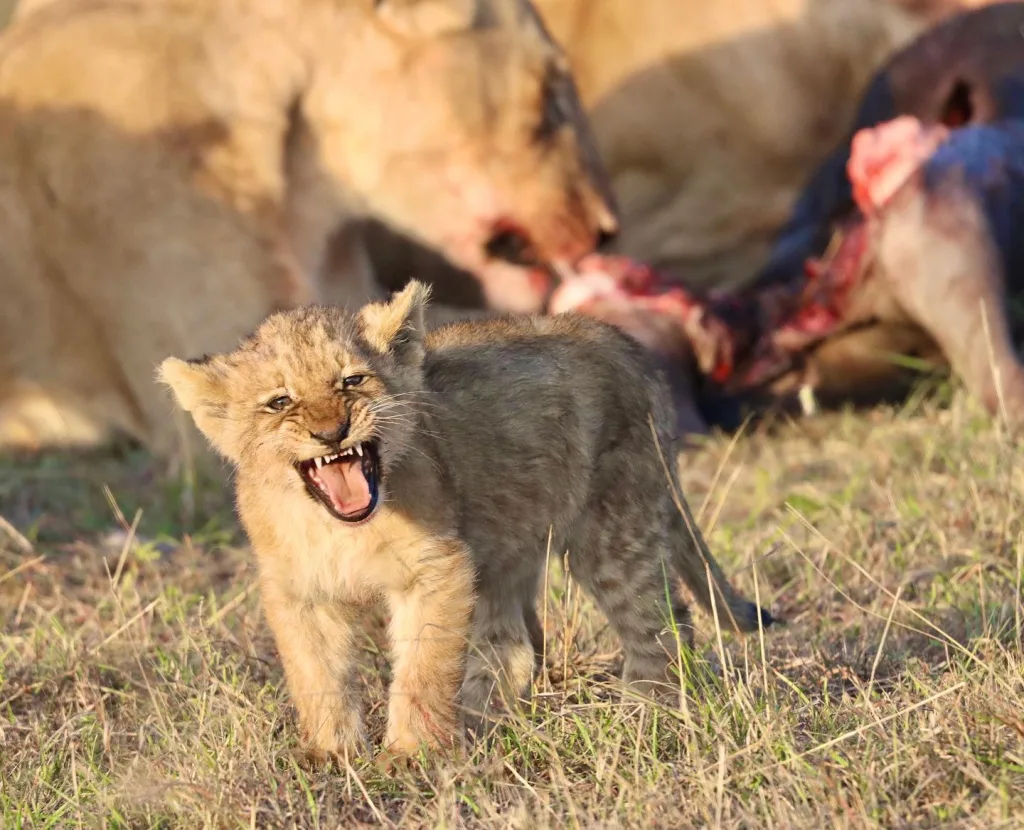 about Maasai Mara | A pride of lions feeding