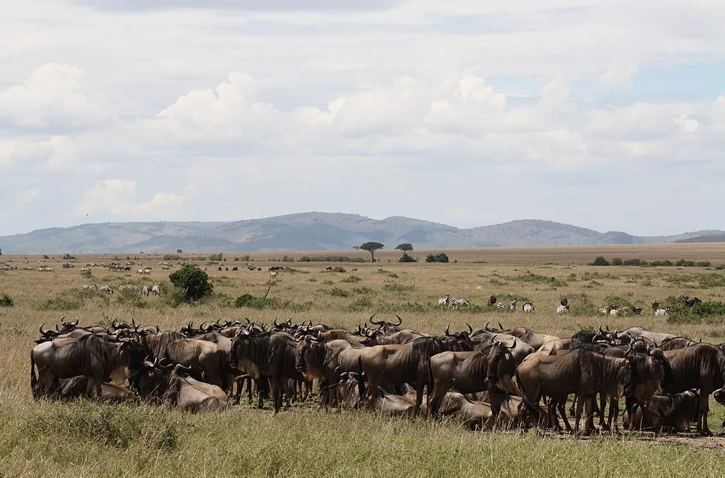 12 FAQs About Maasai Mara Answered