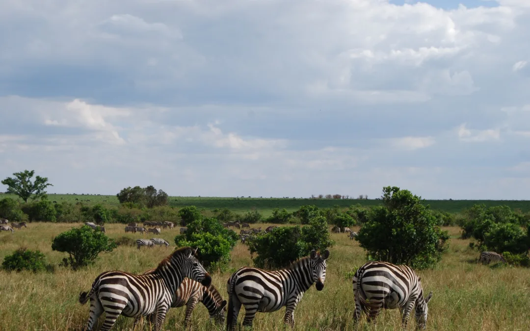 8 Compelling Reasons to Visit Maasai Mara
