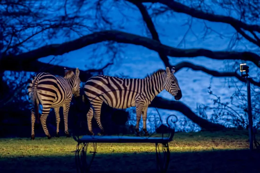 Wildlife at Elsamere Conservation Centre