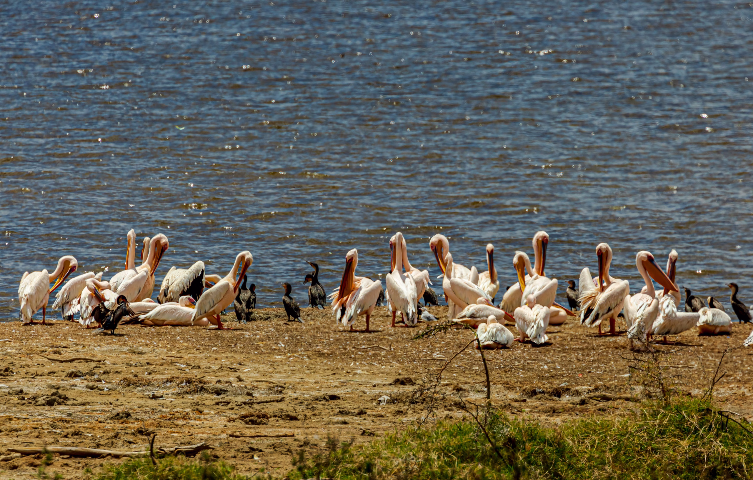 White Pelicans at Lake Nakuru White Pelicans at Lake Nakuru