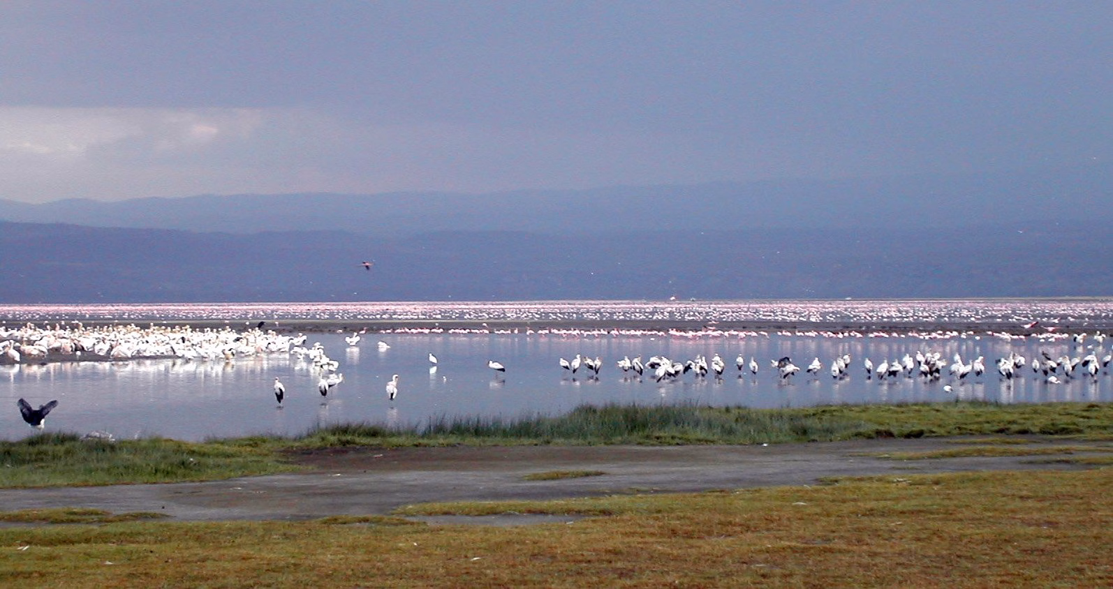 White storks, flamingoes and other birds at Lake Nakuru White stors, flamingos and other birds at Lake Nakuru