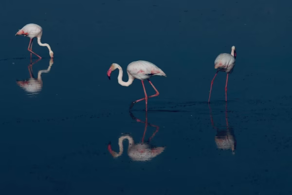 Flamingos at Lake Nakuru National Park