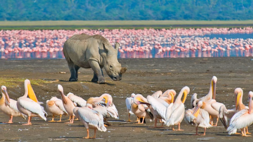 Flamingos at Lake Nakuru with a lone rhino on the shore