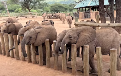 Visiting Reteti Elephant Sanctuary Kenya