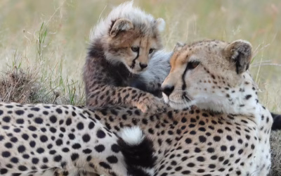 Nora the Queen: Legendary Mara Cheetah Killed in Rare Leopard Encounter