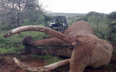 Craig, the Giant Amboseli elephant, Dies at 54