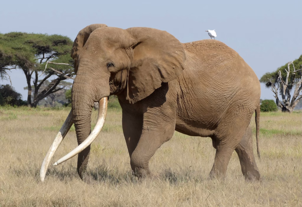 Craig, the bull elephant of Amboseli