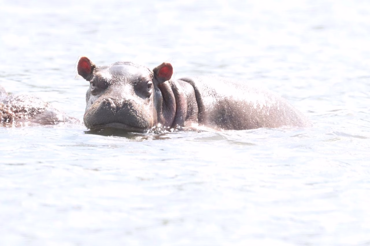 hippo swimming at mzima springs tsavo